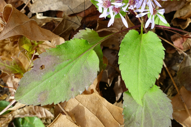 Symphyotrichum cordifolium - leaves