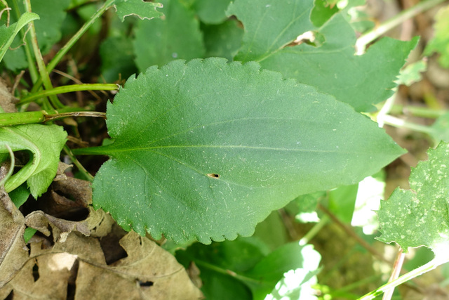 Symphyotrichum cordifolium - leaves
