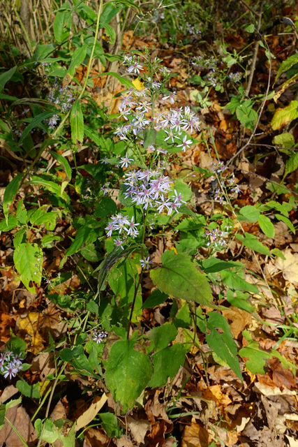 Symphyotrichum cordifolium - plant