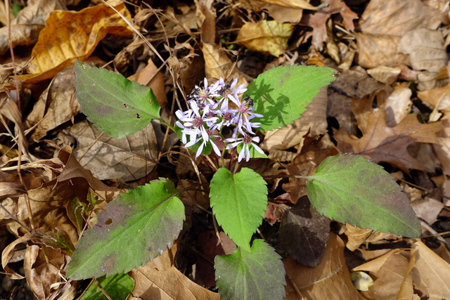 Symphyotrichum cordifolium - plant