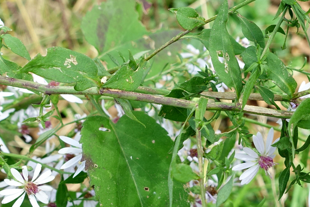 Symphyotrichum cordifolium - stem