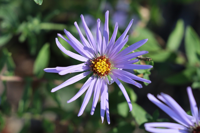 Symphyotrichum novi-belgii