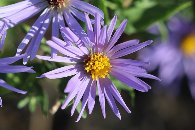 Symphyotrichum novi-belgii