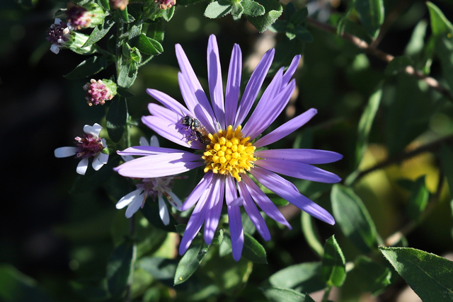 Symphyotrichum novi-belgii