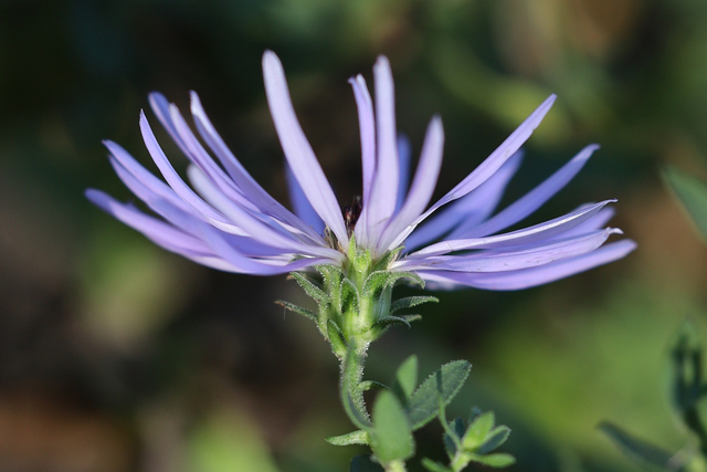 Symphyotrichum novi-belgii