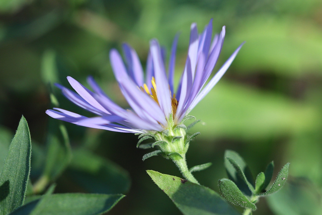 Symphyotrichum novi-belgii