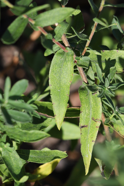 Symphyotrichum novi-belgii - leaves