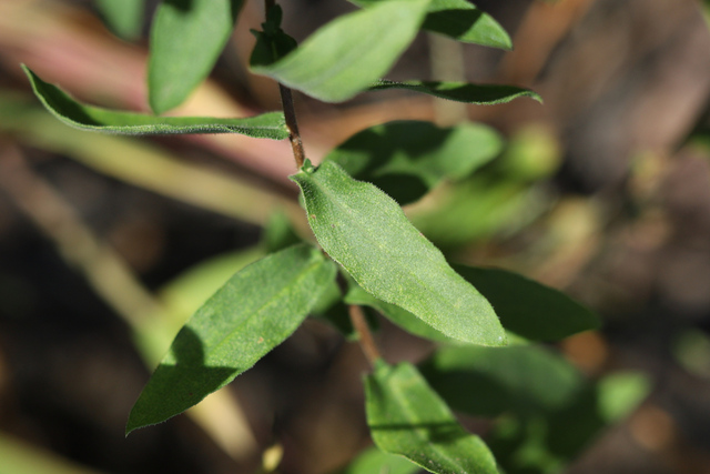 Symphyotrichum novi-belgii - leaves