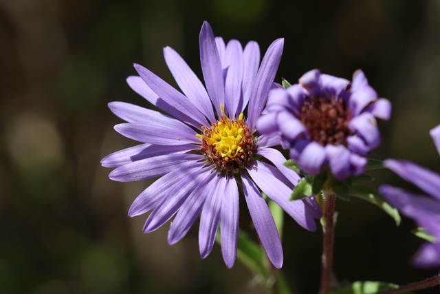 Symphyotrichum oblongifolium