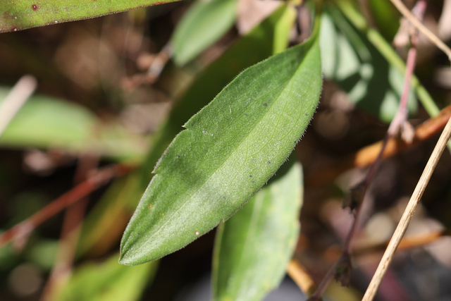 Symphyotrichum oblongifolium - leaves