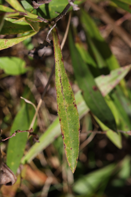 Symphyotrichum oblongifolium - leaves