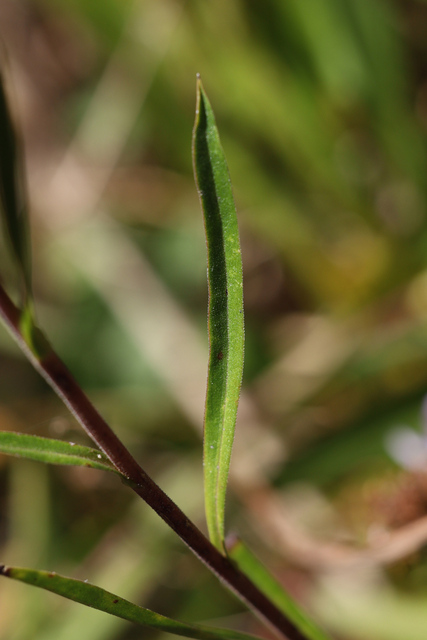 Symphyotrichum oblongifolium - leaves