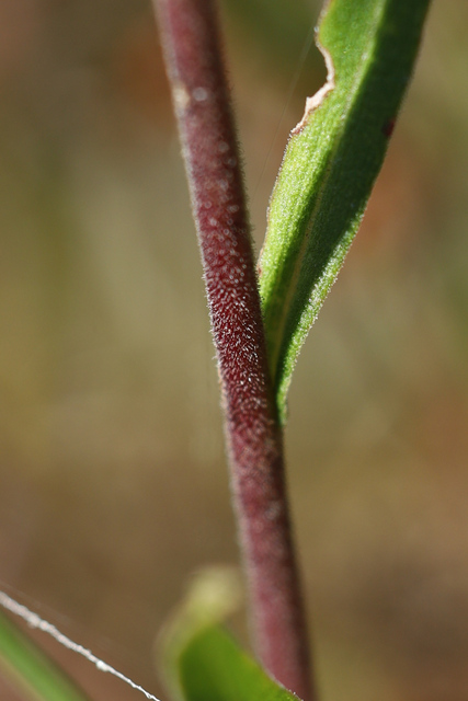 Symphyotrichum oblongifolium - stem