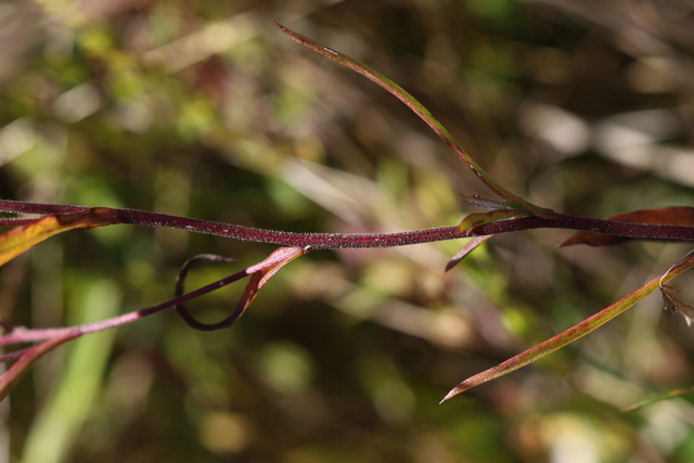 Symphyotrichum oblongifolium - stem