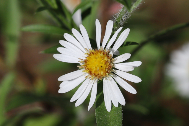 Symphyotrichum pilosum