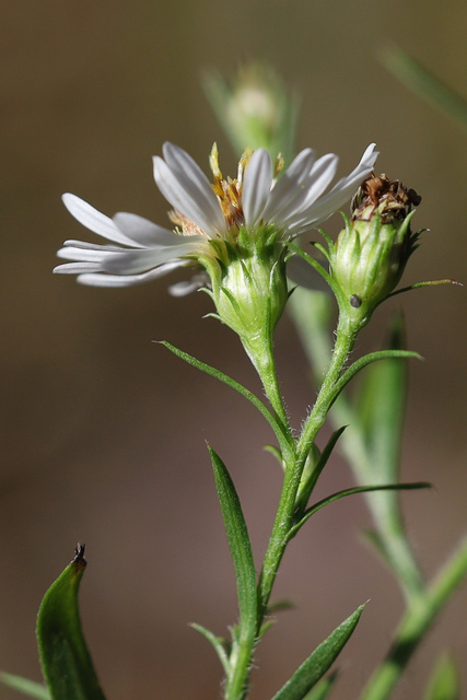 Symphyotrichum pilosum
