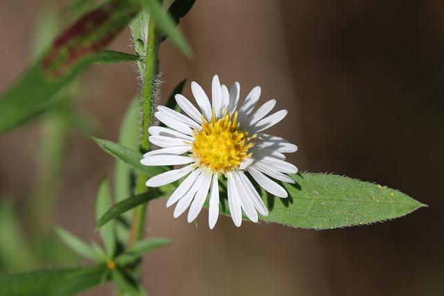 Symphyotrichum pilosum