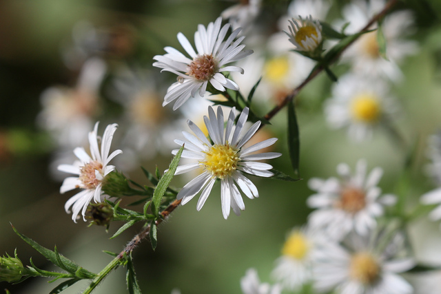 Symphyotrichum pilosum