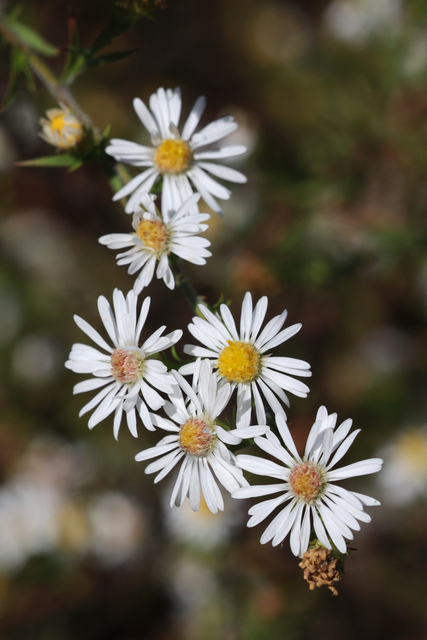 Symphyotrichum pilosum