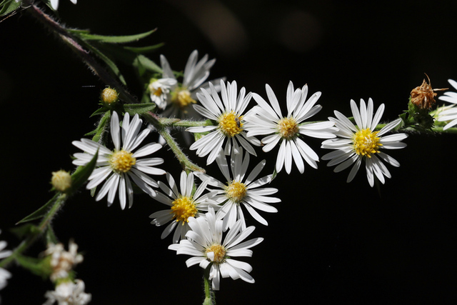Symphyotrichum pilosum