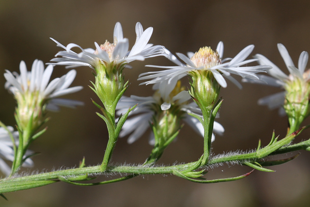 Symphyotrichum pilosum