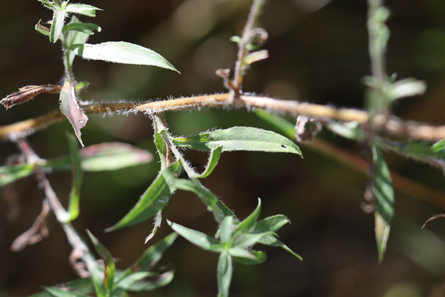 Symphyotrichum pilosum - leaves