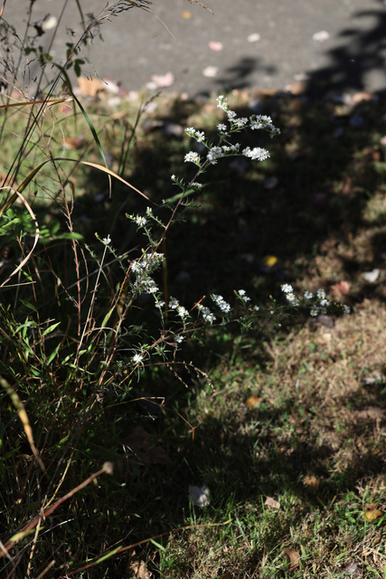 Symphyotrichum pilosum - plant