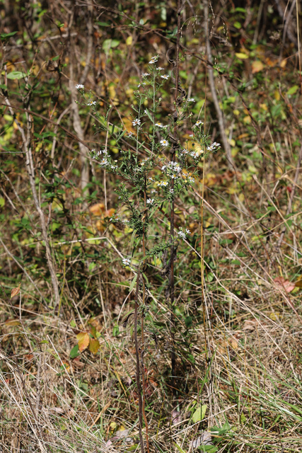 Symphyotrichum pilosum - plant