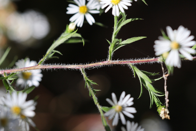 Symphyotrichum pilosum - stem