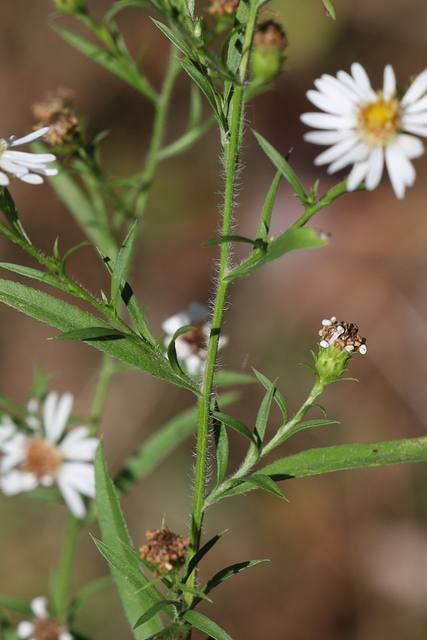 Symphyotrichum pilosum - stem