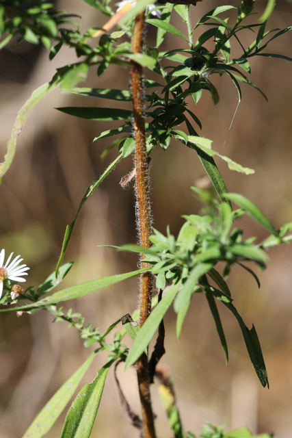 Symphyotrichum pilosum - stem