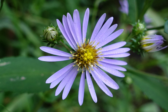 Symphyotrichum prenanthoides