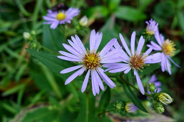 Symphyotrichum prenanthoides