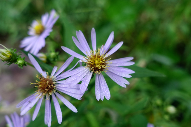 Symphyotrichum prenanthoides