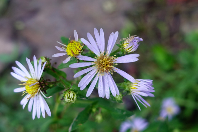 Symphyotrichum prenanthoides