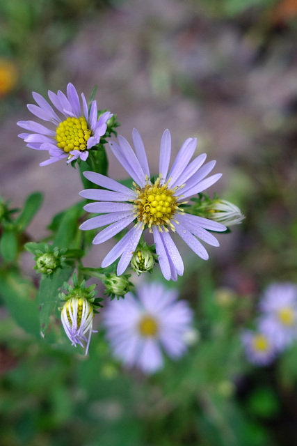 Symphyotrichum prenanthoides