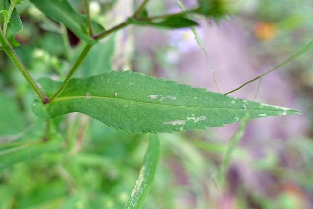 Symphyotrichum prenanthoides - leaves