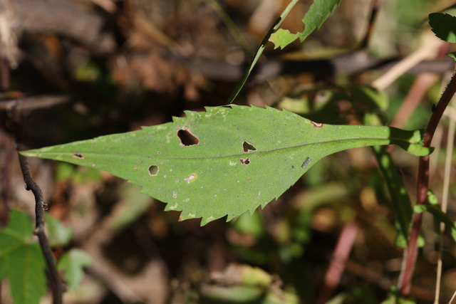 Symphyotrichum prenanthoides - leaves