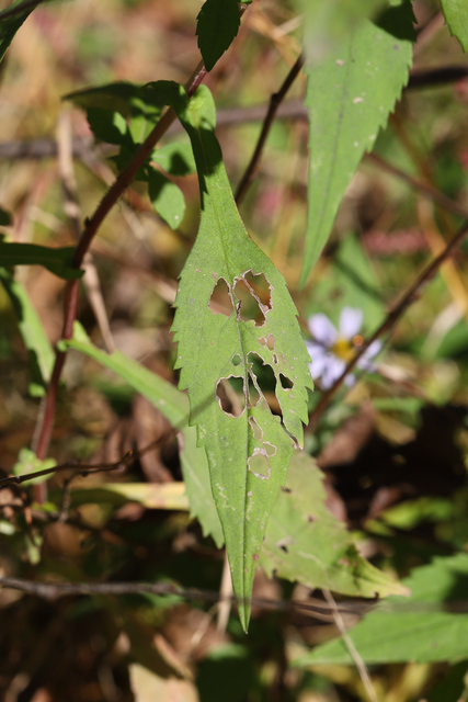 Symphyotrichum prenanthoides - leaves