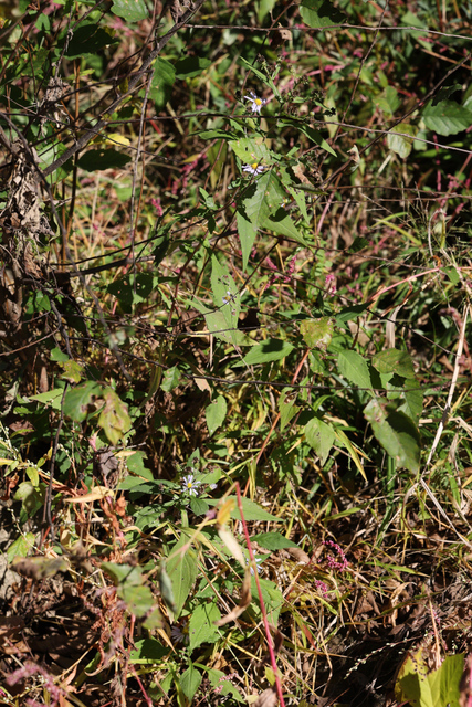 Symphyotrichum prenanthoides - plant