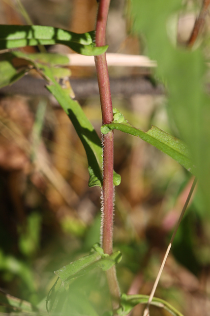 Symphyotrichum prenanthoides - stem