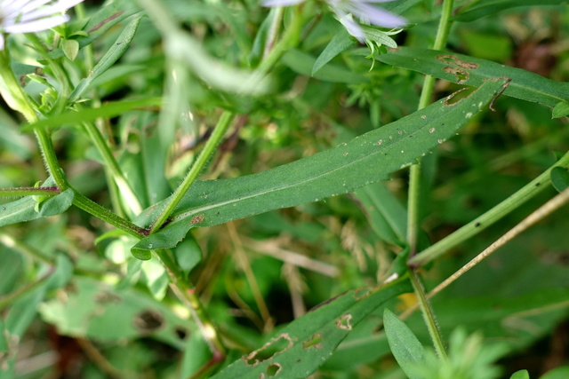 Symphyotrichum puniceum - leaves