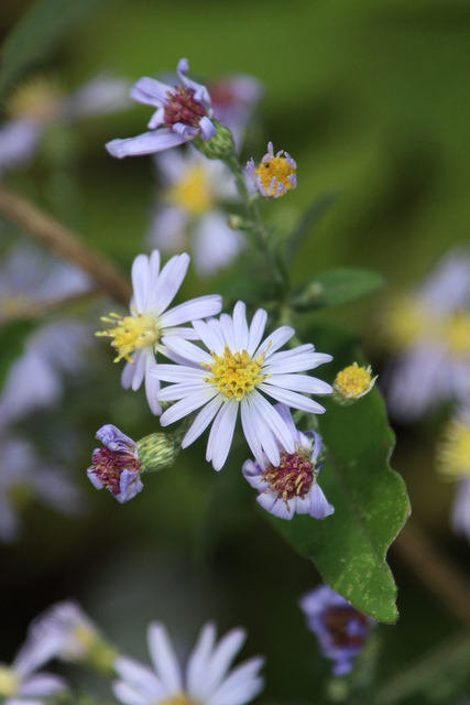 Symphyotrichum shortii