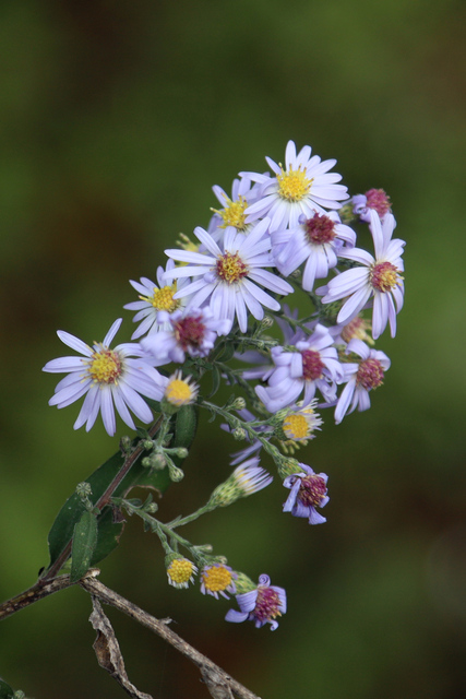 Symphyotrichum shortii