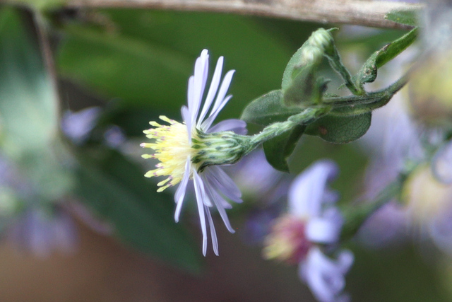 Symphyotrichum shortii