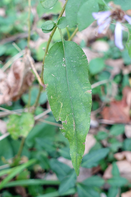 Symphyotrichum shortii - leaves