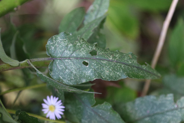 Symphyotrichum shortii - leaves