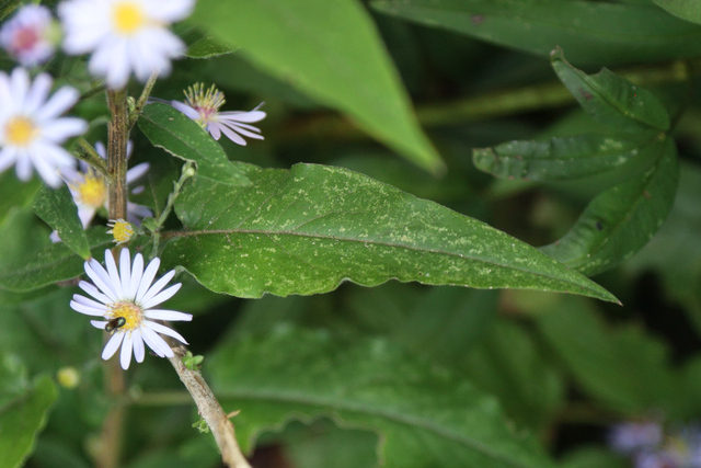 Symphyotrichum shortii - leaves