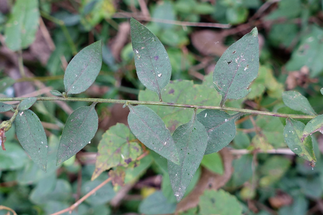 Symphyotrichum shortii - upper leaves