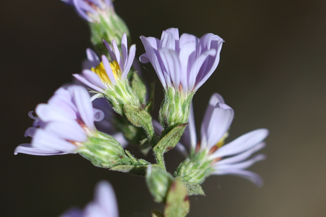 Symphyotrichum undulatum
